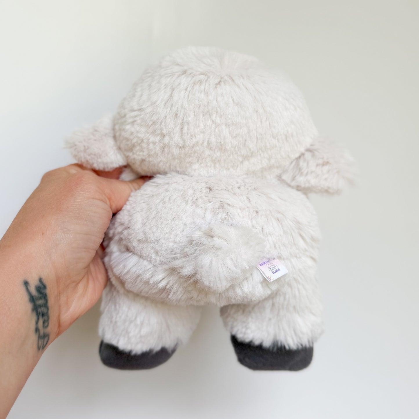 COMING SOON|Cotton🐑